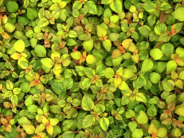Yeşil yaprak duvar kağıdı / yeşil arka plan — Stok fotoğraf