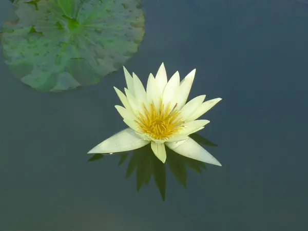 Sarı lotus / sarı nilüfer 