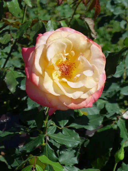 Gelb rosa Rose — Stockfoto