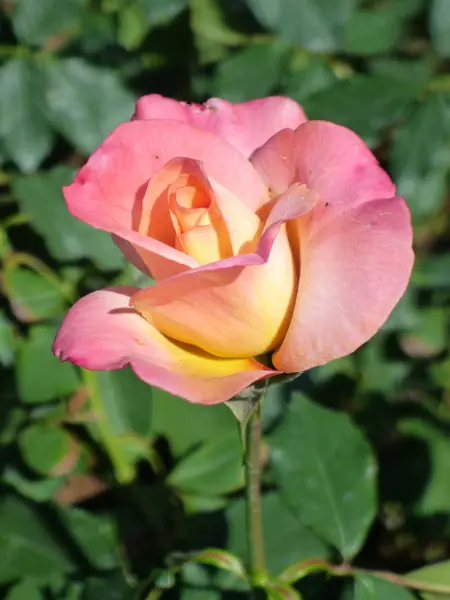 Желтая розовая роза — стоковое фото