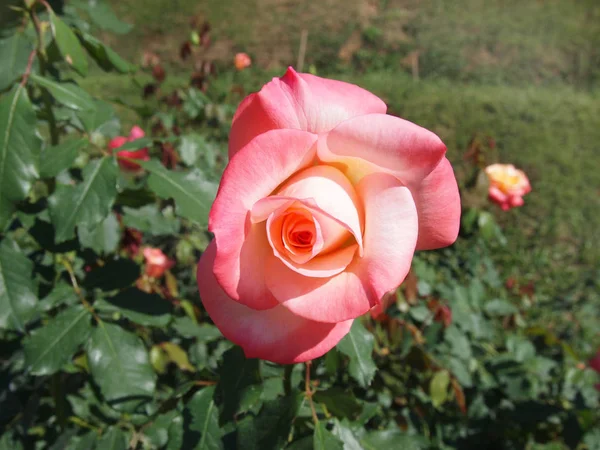 Rose jaune rose — Photo