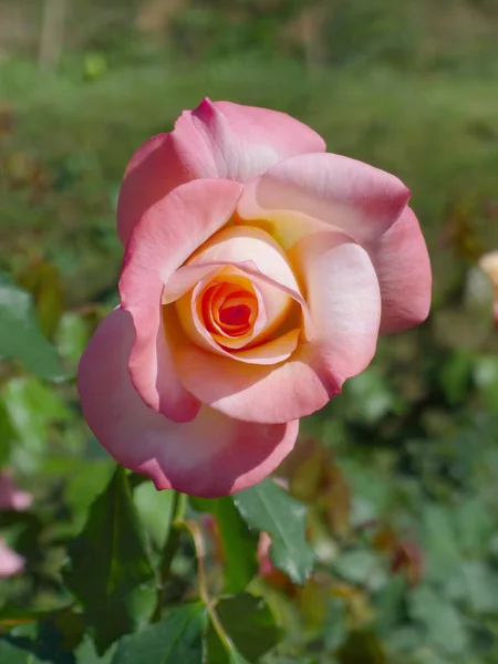 Gelb rosa Rose — Stockfoto