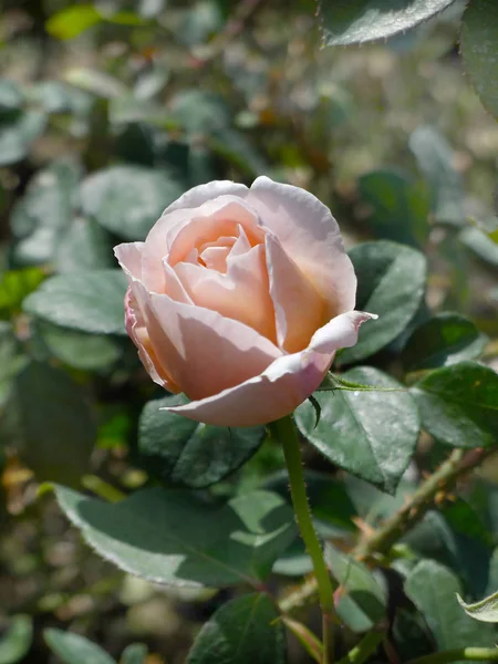 Sarı Pembe gül — Stok fotoğraf