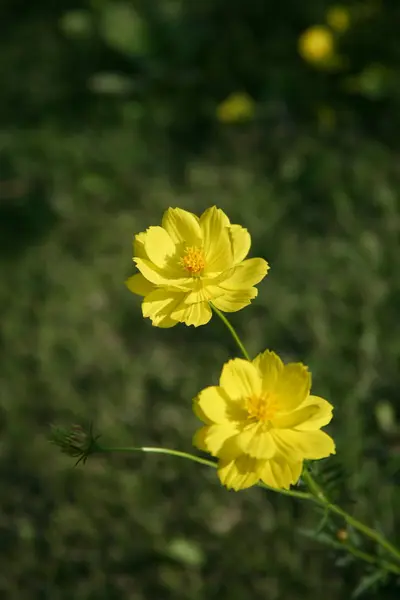 Jardin de fleurs jaunes — Photo