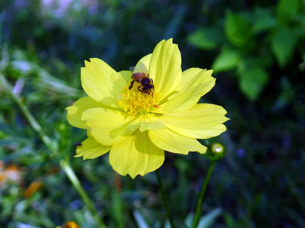 Yellow flowers garden — Stock Photo, Image