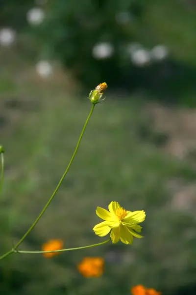 Gele bloemen tuin — Stockfoto