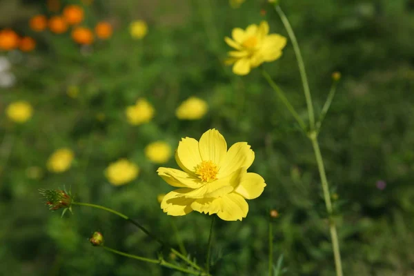 Yellow flowers garden — Stock Photo, Image