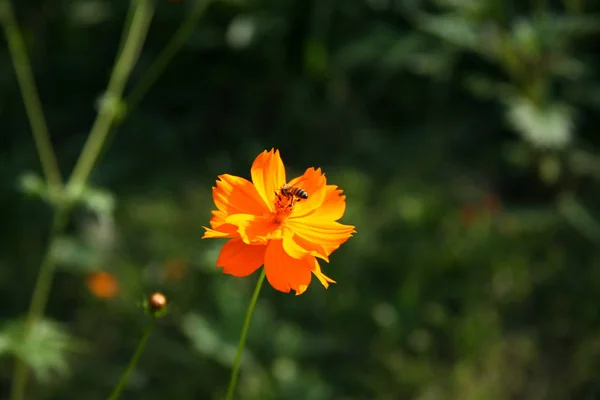 Orange flowers garden — Stock Photo, Image