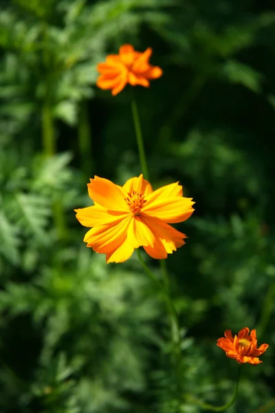 Oranje bloemen tuin — Stockfoto