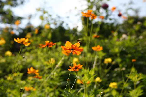 오렌지 꽃 정원 — 스톡 사진