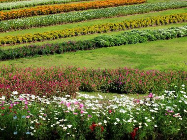 Renkli çiçek Bahçe, tropik çiçekler