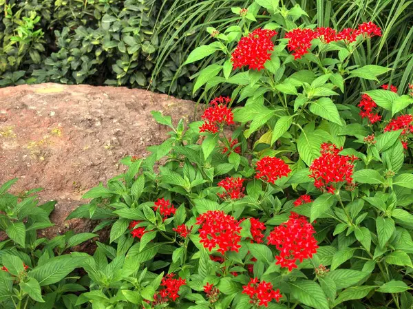 Kırmızı çiçekler, yaz aylarında kırmızı çiçekler — Stok fotoğraf
