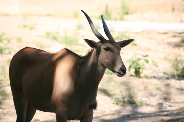 Oryx, geyik hayvanlarıyla — Stok fotoğraf