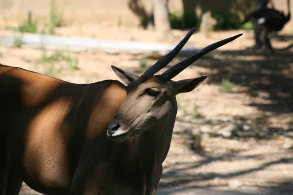 Orice, cervo animale africano — Foto Stock