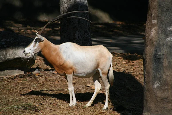 Oryx, geyik hayvanlarıyla — Stok fotoğraf