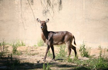 Waterbuck Afrika hayvan