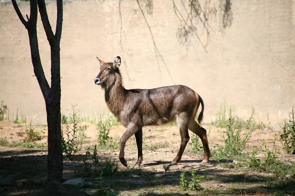 羚羊非洲动物 — 图库照片