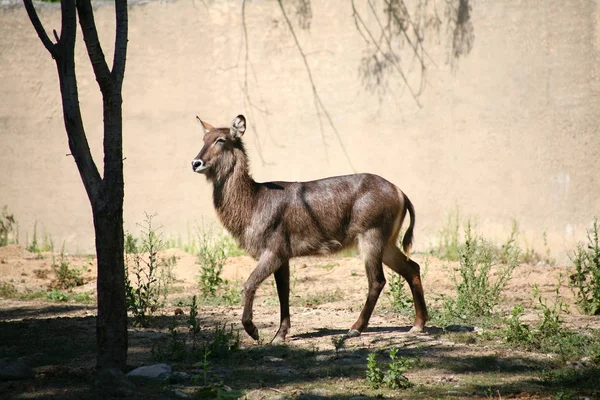 Waterbuck Afrika hayvan — Stok fotoğraf