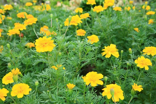 Κίτρινα λουλούδια Κήπος — Φωτογραφία Αρχείου