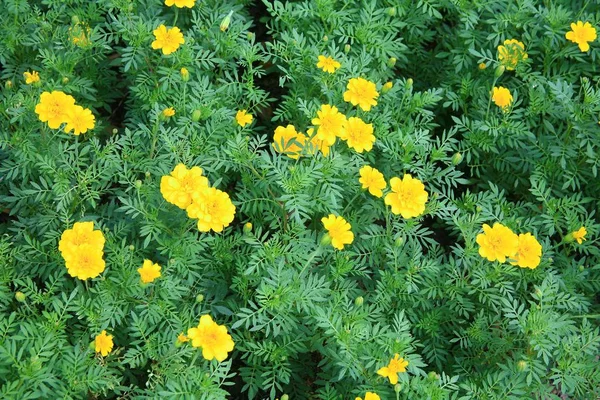 노란색 꽃 정원 — 스톡 사진