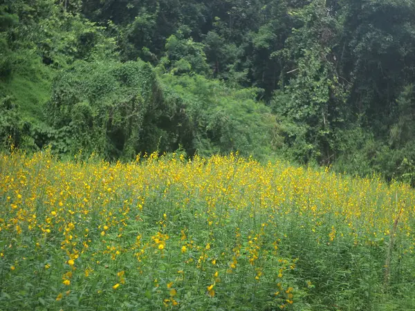 Bunga kuning / bunga taman kuning — Stok Foto