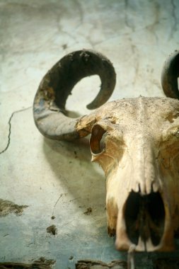 Hayvan keçi kafatası 