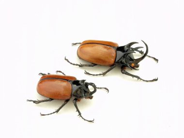 Beetle / beş boynuzlu böcek: izole beyaz