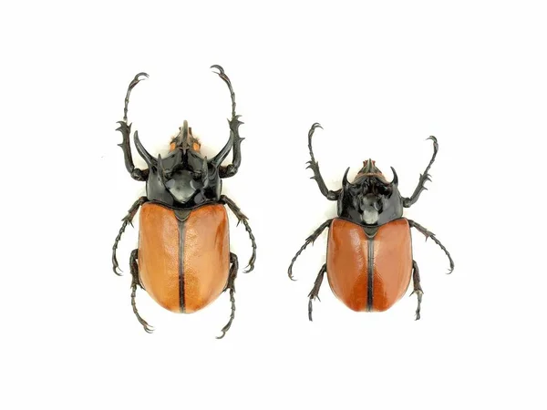 Beetle / beş boynuzlu böcek: izole beyaz