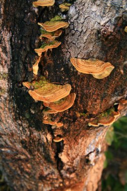 Güdük üzerinde mantar