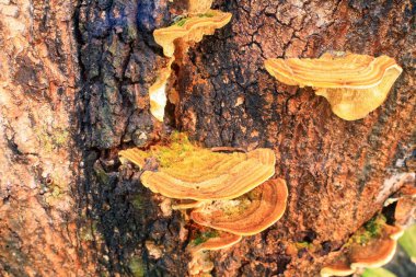 Güdük üzerinde mantar