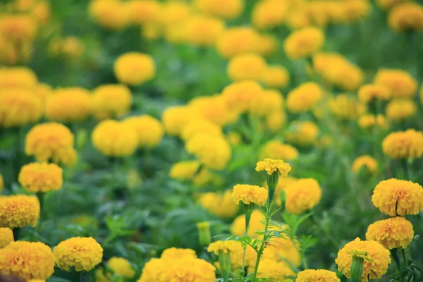 Gele bloemen / tuin bloemen geel — Stockfoto