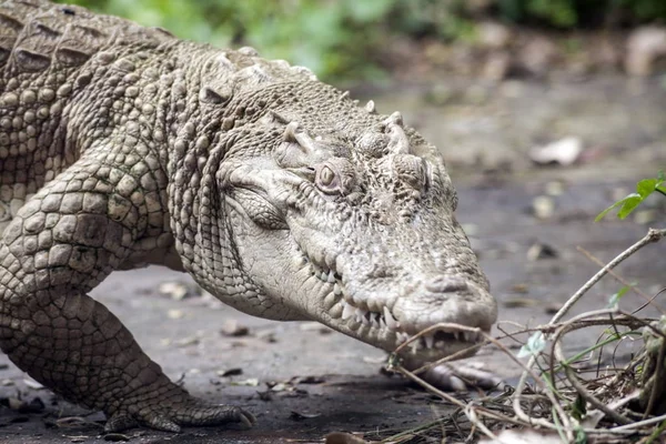 White Crocodile / Albino Siamese Crocodile — Stock Photo, Image