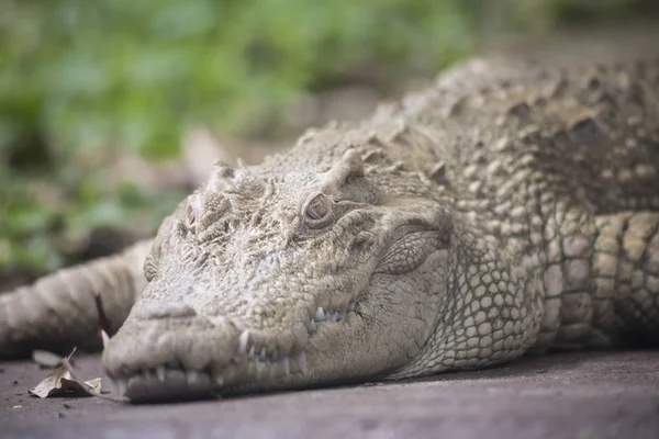 White Crocodile / Albino Siamese Crocodile — Stock Photo, Image