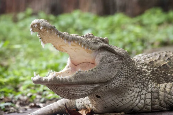 Fehér krokodil / albínó Sziámi krokodil — Stock Fotó