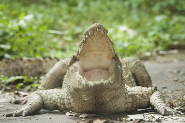 White Crocodile / Albino Siamese Crocodile — Stock Photo, Image