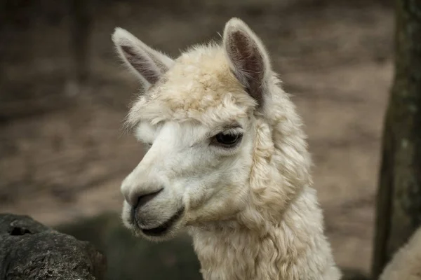 Alpaca / ปิดภาพถ่ายของ Alpaca — ภาพถ่ายสต็อก