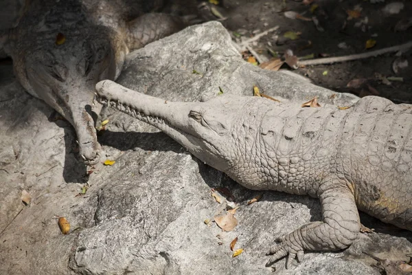 False Gharial   /  crocodile species Tomistoma — Stock Photo, Image