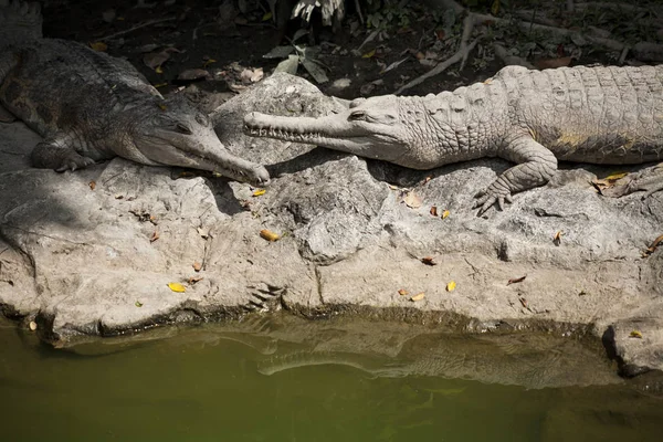 Yanlış Gharial / timsah türü Tomistoma