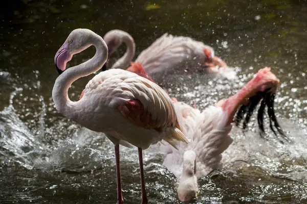 Flamingo / Flamencos jugando agua — Foto de Stock