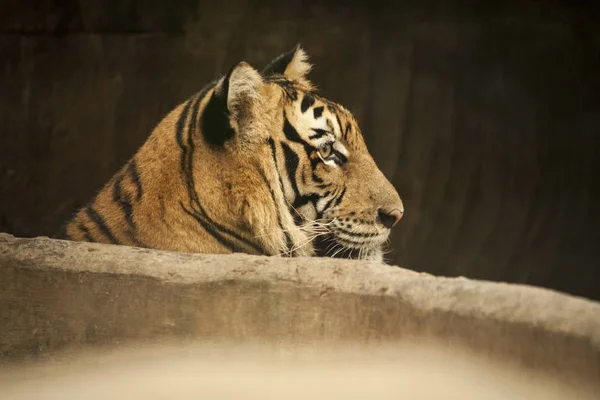 Tiger / männlicher Tiger — Stockfoto