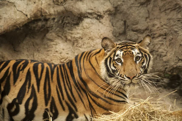 Tiger / männlicher Tiger — Stockfoto