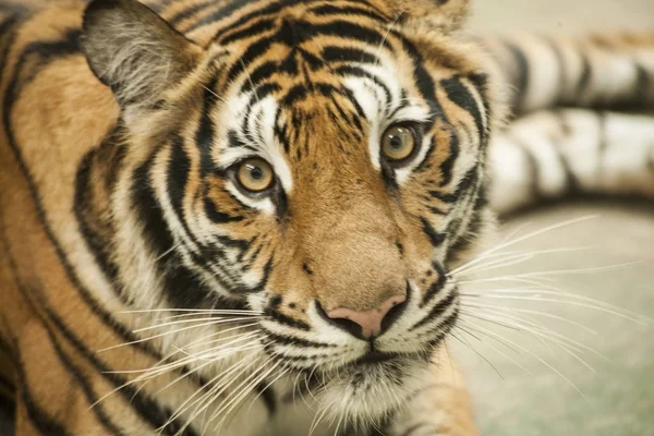 Tiger / hímivarú tigris — Stock Fotó