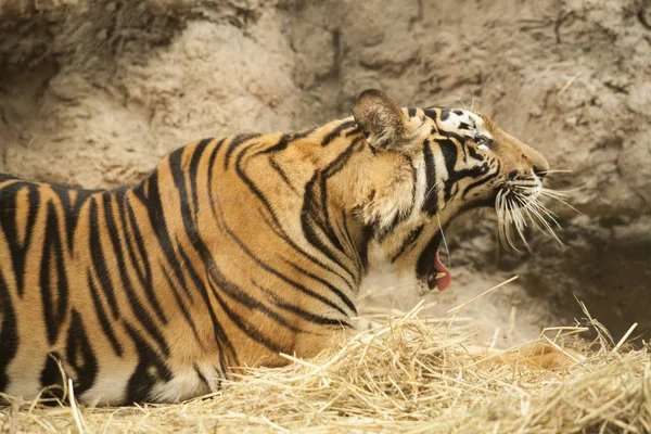 Tiger / männlicher Tiger — Stockfoto