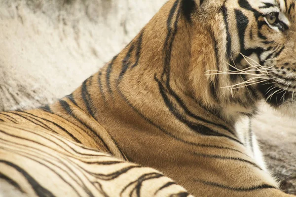Tigre / tigre mâle — Photo