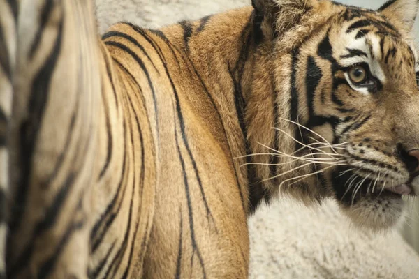 Tiger / männlicher Tiger — Stockfoto