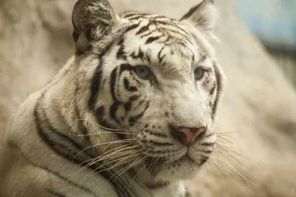 Fehér tigris / White tiger a Chiang Mai Night Safari, Thaiföld — Stock Fotó