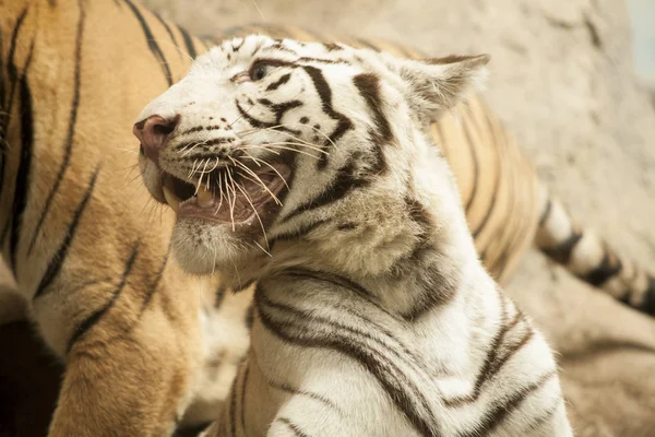 Tigre bianca / Tigre bianca al Chiang Mai Night Safari, Thailandia — Foto Stock