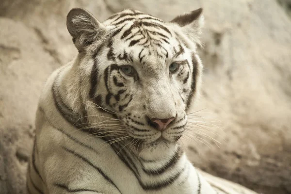 Tigre blanc / Tigre blanc à Chiang Mai Night Safari, Thaïlande — Photo
