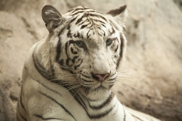 White tiger / White tiger at Chiang Mai Night Safari , Thailand