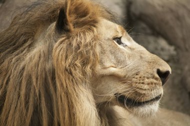 Aslan / erkek aslan